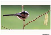 Long-Tailed-Tit-2